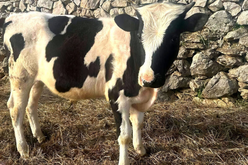 A horvátországi választási kampány főszereplője, Milova, a tehénke