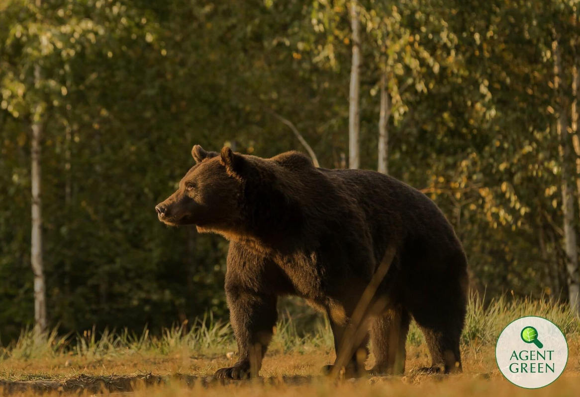 A civilek tiltakoznak az új kilövési kvóták ellen, szerintük a kihalás fenyegeti a medvéket