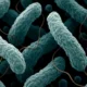 Ez a kép mikroszkópos felvétel a Campylobacter jejuni nevű baktériumról, amely gyakori kórokozó az élelmiszer-eredetű megbetegedésekben. A Campylobacter jejuni egy spirál alakú, mozgékony baktérium, amely főként szennyezett ételek (pl. nem megfelelően hőkezelt baromfi) vagy víz által jut az emberi szervezetbe