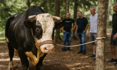 Betiltás vár-e boszniai bikaviadalokra, a kép illusztráció, amely egy eredeti felvétel alapján készült
