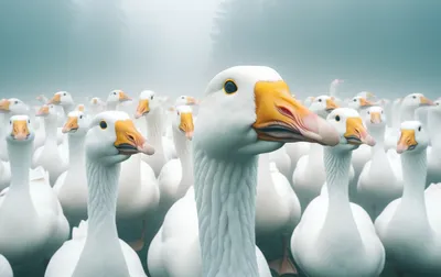 libák a ködben