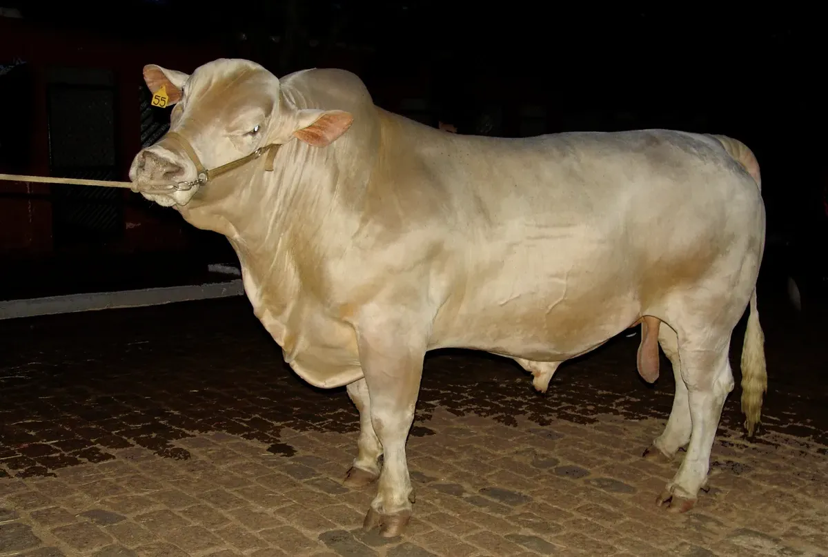 Koalíciós válság a Mercosur-megállapodás miatt 2 Néha jobb importálni, mint felnevelni: ez egy brazil "fejlesztésű" bika, amely a Charolais és a Zebu keresztezéséből jött létre, - gyors növekedés, jó húsminőség, ellenállóképesség és hőtűrés (Forrás: Wiki8pédia)