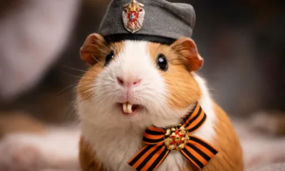 Pásztor: Vojislav Šešelj elítélt háborús bűnös, de ma már csupán „fogatlan oroszlán”, sőt „fogatlan tengerimalac”