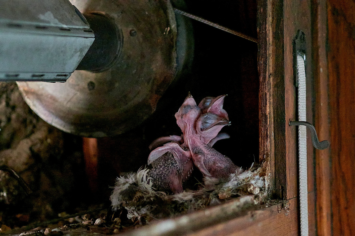 Ezúttal a fecskék győztek, és nem a Szerb Haladó Párt 4 A redőnytokokban megbúvó fiókák, általában hárman vannak, miután az anyamadár három tojást tojik