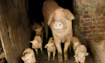A hazai sertéshústermelés egyre nehezebben képes kielégíteni a horvát piaci igényeket (Forrás: Screenshot, YouTube)