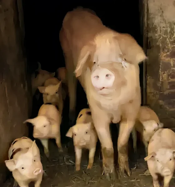 A hazai sertéshústermelés egyre nehezebben képes kielégíteni a horvát piaci igényeket (Forrás: Screenshot, YouTube)