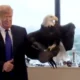 A sasok ura, a MAGA Voice felhasználó egy sasos videóval gratulált az amerikai elnöknek az X platformon. Az ő nyomába lépett a szerb és orosz elnök, sasok nélkül