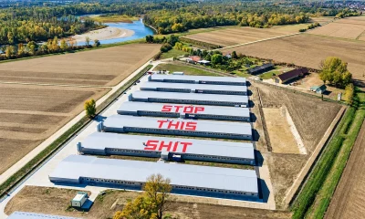 A Greenpeace aktivistái az üzenet felfestése közben. Ha kicsit felnagyítjuk a képet, akkor látjuk, hogy mindhárom épület tetején ott vannak (Forrás: Greenpeace)
